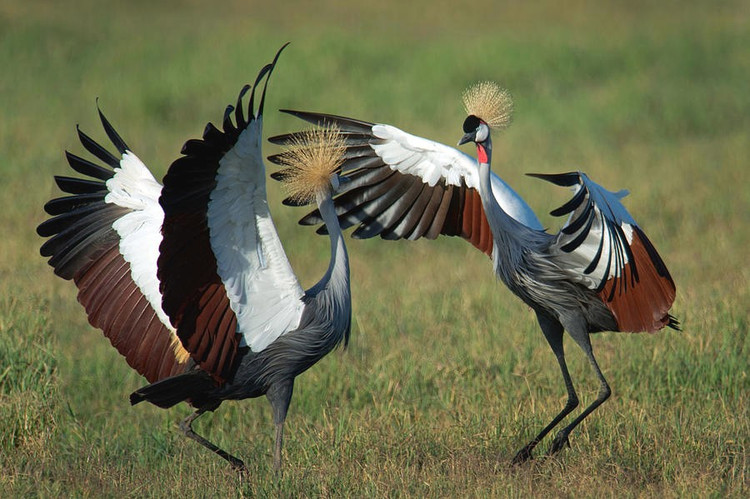 Điệu nhảy tán tỉnh rất phức tạp. Sếu vương miện xám nhảy cao, cúi đầu, dang cánh và nhún nhảy theo nhịp để chinh phục bạn đời. Ảnh: fineartamerica.com.