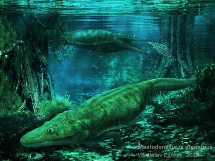 Tên gọi nghĩa là “thằn lằn răng chóp”. Tên Mastodonsaurus bắt nguồn từ tiếng Hy Lạp, mô tả những chiếc răng nhọn hình nón đặc trưng. Ảnh: Pinterest. Tên gọi nghĩa là “thằn lằn răng chóp”. Tên Mastodonsaurus bắt nguồn từ tiếng Hy Lạp, mô tả những chiếc răng nhọn hình nón đặc trưng. Ảnh: Pinterest.