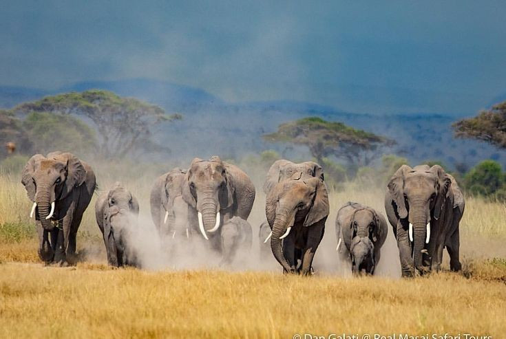 Là phòng thí nghiệm tự nhiên cho nghiên cứu voi. Nhiều dự án khoa học dài hạn tại Amboseli đã cung cấp dữ liệu quan trọng về hành vi và xã hội học của voi. Ảnh: Pinterest.