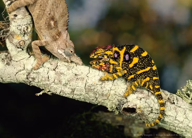 Chúng chủ yếu sống ở châu Phi và Madagascar. Madagascar là nơi sinh sống của phần lớn các loài tắc kè hoa trên thế giới. Ảnh: Pinterest.