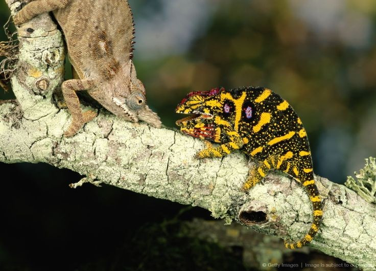 Chúng chủ yếu sống ở châu Phi và Madagascar. Madagascar là nơi sinh sống của phần lớn các loài tắc kè hoa trên thế giới. Ảnh: Pinterest.