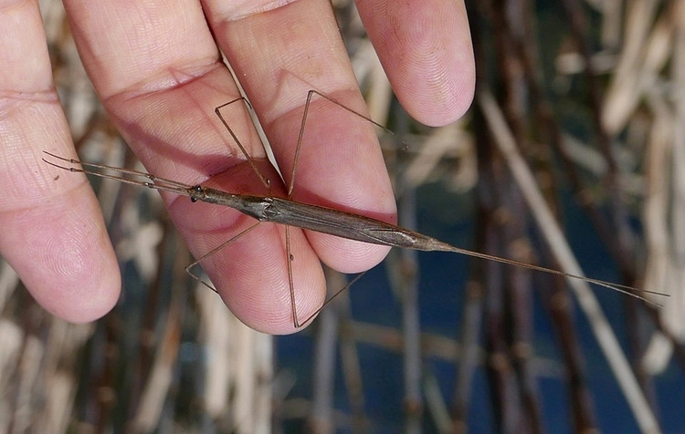 Có khả năng bay để tìm môi trường mới. Dù sống chủ yếu dưới nước, bọ que nước vẫn có cánh và có thể bay vào ban đêm để di cư khi môi trường cũ không còn phù hợp. Ảnh: insektarium.net.