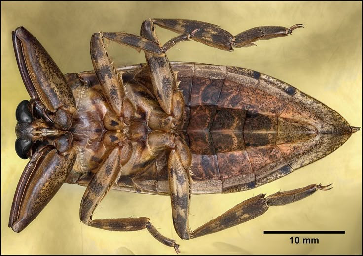 2. Chúng có tuyến thơm đặc trưng ở con đực. Con đực tiết ra một loại chất thơm từ tuyến ở bụng để thu hút bạn tình – đây chính là tinh dầu cà cuống nổi tiếng trong ẩm thực Việt. Ảnh: Pinterest.