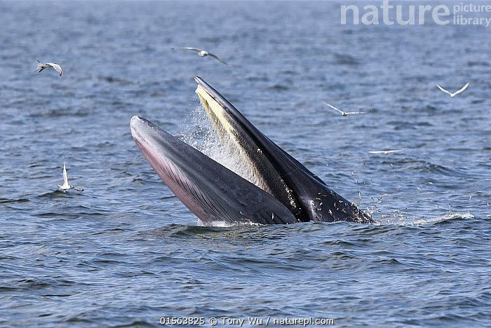 5. Thợ săn mồi cơ hội. Cá voi Bryde thường săn ở nơi có nhiều cá tập trung, lợi dụng các bầy cá di cư để kiếm ăn dễ dàng. Ảnh: Pinterest.
