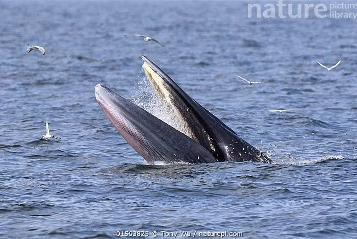5. Thợ săn mồi cơ hội. Cá voi Bryde thường săn ở nơi có nhiều cá tập trung, lợi dụng các bầy cá di cư để kiếm ăn dễ dàng. Ảnh: Pinterest.