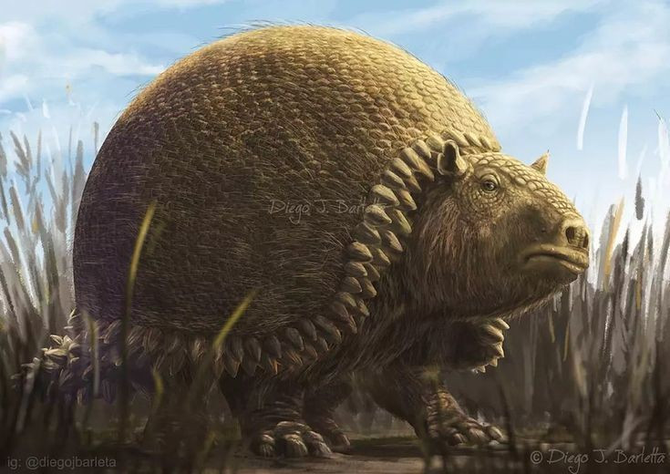 7. Loài người từng săn Glyptodon để lấy thịt và mai. Các nhà khảo cổ tìm thấy bằng chứng cho thấy người tiền sử săn Glyptodon và dùng mai của chúng làm nơi trú ẩn. Ảnh: Pinterest.