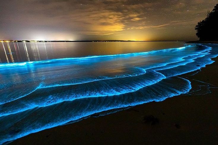 6. Sóng phát sáng thường xuất hiện vào mùa hè. Nhiệt độ ấm và điều kiện nước thuận lợi giúp quần thể tảo phát triển mạnh, dễ tạo nên khung cảnh kỳ ảo. Ảnh: Pinterest.