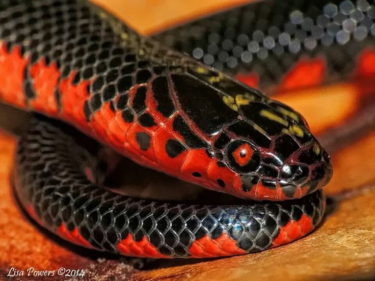 Hoạt động chủ yếu về đêm. Rắn bùn thường săn mồi vào ban đêm, khi môi trường mát hơn và con mồi hoạt động nhiều. Ban ngày, chúng ẩn nấp dưới lớp bùn hoặc thảm thực vật ngập nước. Ảnh: Pinterest.