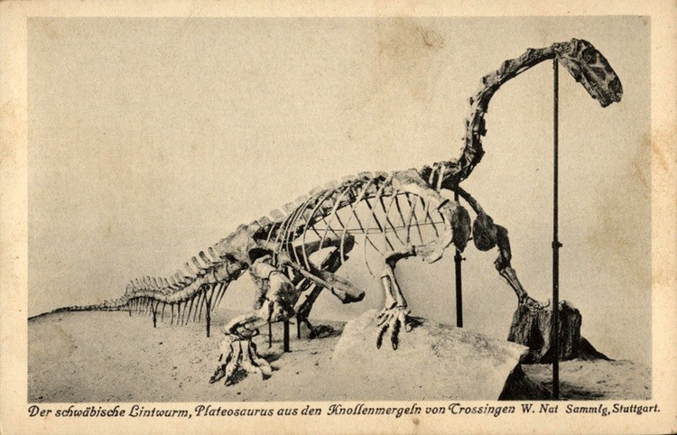 Hóa thạch được tìm thấy rất nhiều. Hàng trăm mẫu vật Plateosaurus đã được khai quật, giúp hiểu rõ về hình thái của chúng. Ảnh: Pinterest.