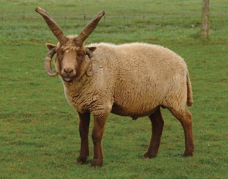 Nguồn gốc từ đảo biệt lập. Giống cừu này có nguồn gốc từ đảo Man, nơi điều kiện tự nhiên khắc nghiệt đã góp phần hình thành những đặc điểm tiến hóa độc đáo của chúng. Ảnh: Pinterest.