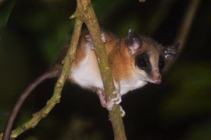 Là một loài thú có túi nhỏ bé. Dù được gọi là “chuột”, chuột túi cây Robinson thực chất không phải loài gặm nhấm mà là thú có túi. Chúng thuộc họ Didelphidae – nhóm thú có túi ở châu Mỹ. Ảnh: Pinterest.