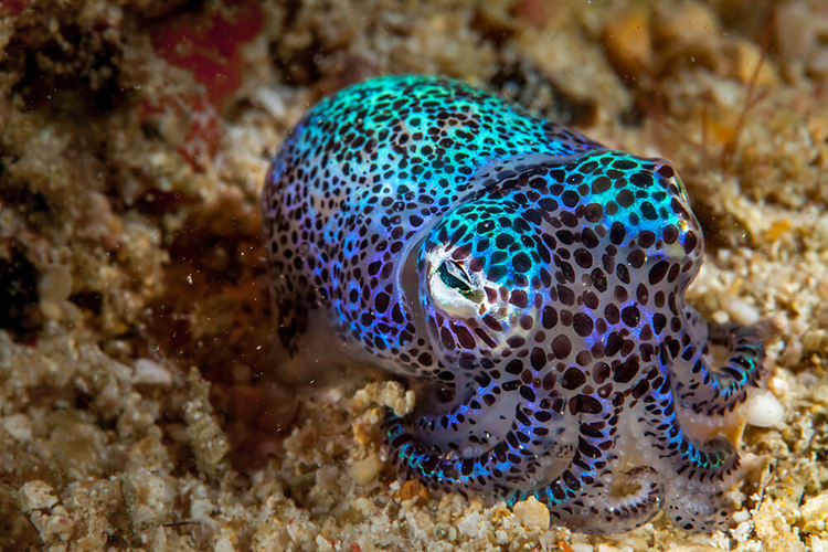 Quan trọng trong nghiên cứu sinh học. Chúng giúp các nhà khoa học hiểu rõ hơn cơ chế cộng sinh phát quang. Ảnh: Pinterest.