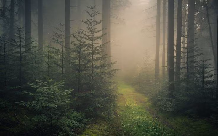 Quê hương của nhiều truyện cổ Grimm. Khung cảnh rừng sâu, làng nhỏ và lâu đài cổ ở đây được cho là nguồn cảm hứng cho nhiều truyện cổ tích nổi tiếng như Hansel và Gretel hay Cô bé quàng khăn đỏ. Ảnh: Pinterest.