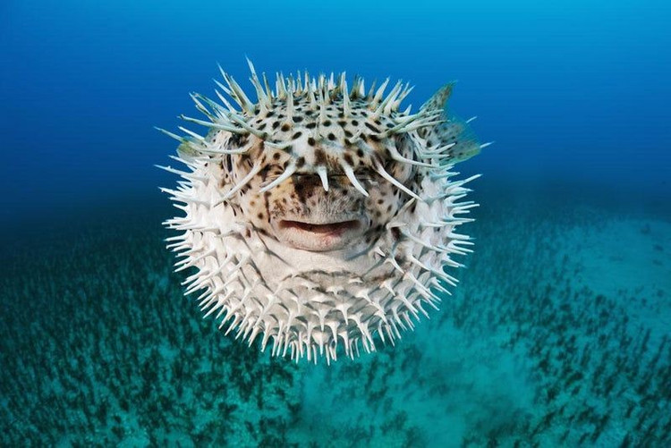 Khả năng phồng căng toàn thân khi gặp nguy hiểm. Cá nóc nhím chấm đen có thể hút nước (hoặc không khí) để biến cơ thể thành quả cầu gai khổng lồ, làm kẻ săn mồi chùn bước. Ảnh: Pinterest.