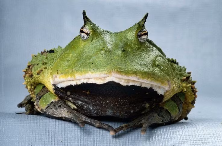 Là kẻ phục kích kiên nhẫn. Ếch sừng Surinam không phải loài săn mồi năng động. Chúng thường vùi mình một phần dưới lớp lá mục hoặc đất mềm, chỉ để lộ mắt và miệng. Khi con mồi đi ngang qua, chúng bất ngờ bật dậy và tóm gọn bằng cú đớp cực nhanh. Ảnh: Pinterest.