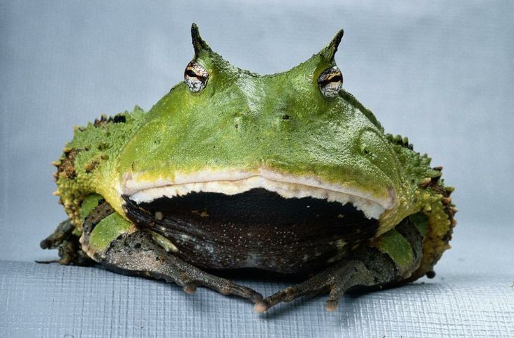 Là kẻ phục kích kiên nhẫn. Ếch sừng Surinam không phải loài săn mồi năng động. Chúng thường vùi mình một phần dưới lớp lá mục hoặc đất mềm, chỉ để lộ mắt và miệng. Khi con mồi đi ngang qua, chúng bất ngờ bật dậy và tóm gọn bằng cú đớp cực nhanh. Ảnh: Pinterest.