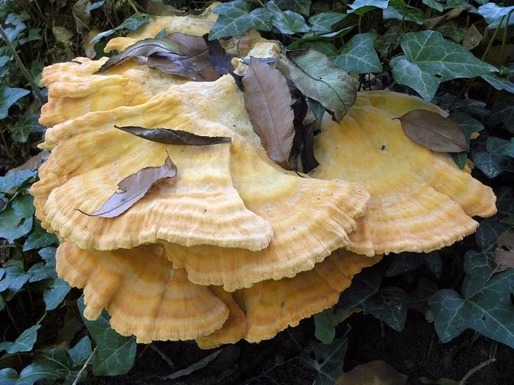 Vai trò quan trọng trong hệ sinh thái rừng. Bằng cách phân hủy gỗ, nấm gà rừng góp phần tái chế chất hữu cơ và duy trì vòng tuần hoàn dinh dưỡng trong rừng. Dù ký sinh, nó vẫn giữ vị trí quan trọng trong cân bằng sinh thái. Ảnh: Pinterest.