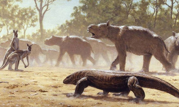 Sống bầy đàn theo nhóm lớn. Các hóa thạch cho thấy Diprotodon thường di cư theo đàn, giống như voi hiện đại, để tìm kiếm thức ăn và nước. Ảnh: Pinterest.
