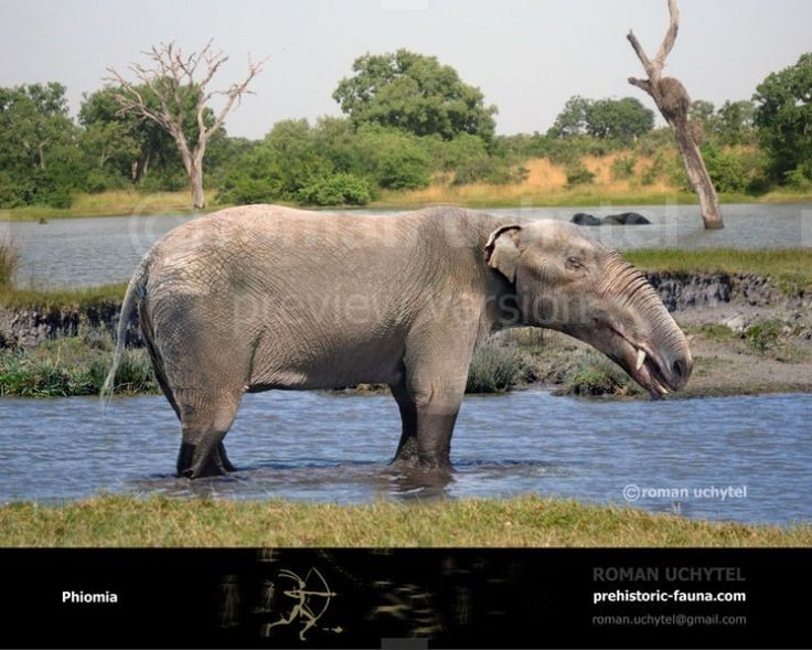 Sống gần nguồn nước. Hóa thạch cho thấy chúng thường sinh sống ở vùng đầm lầy hoặc ven sông, nơi có nhiều thực vật mềm làm thức ăn. Ảnh: Pinterest.