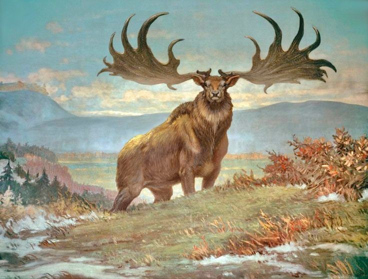 Không chỉ sống ở Ireland. Dù thường được gọi là “nai khổng lồ Ireland”, hóa thạch của chúng được tìm thấy khắp châu Âu và châu Á. Ảnh: Pinterest.