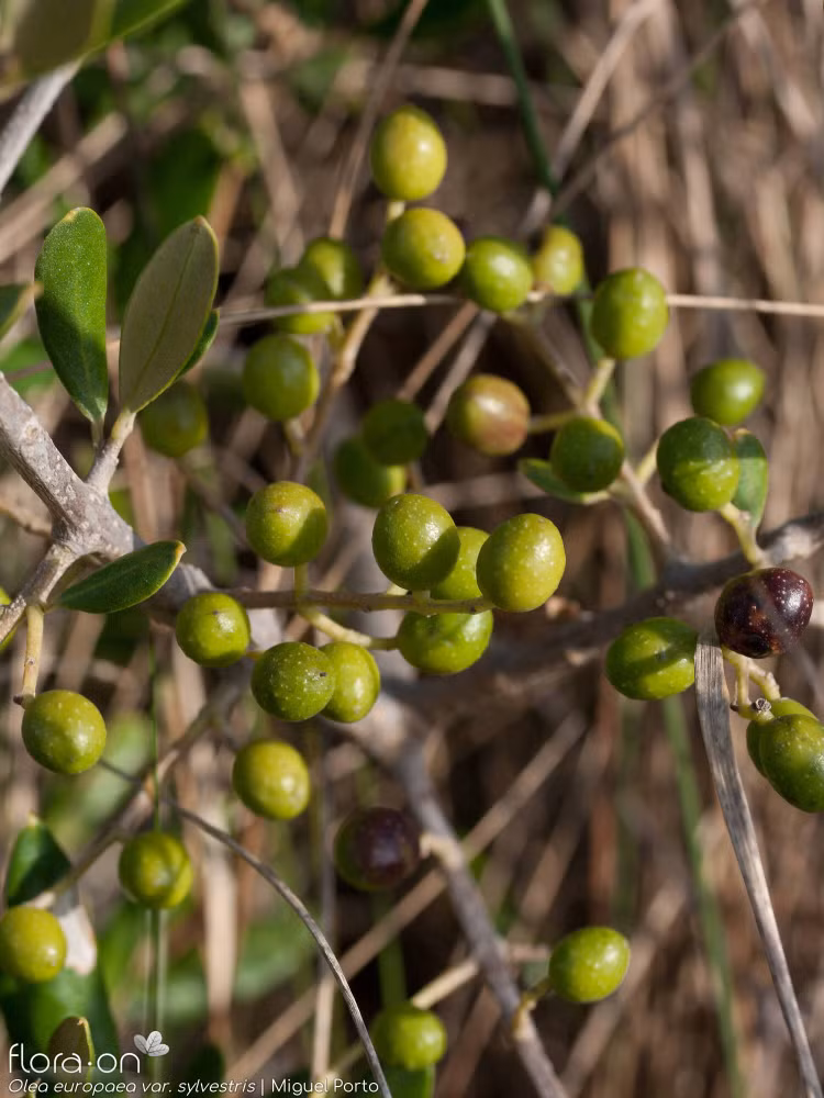 Một trong những loài cây lâu đời nhất được trồng. Cây ô liu (Olea europaea) đã được con người canh tác từ hàng nghìn năm trước, trở thành biểu tượng gắn liền với nền văn minh cổ đại vùng Địa Trung Hải. Ảnh: flora-on.pt.