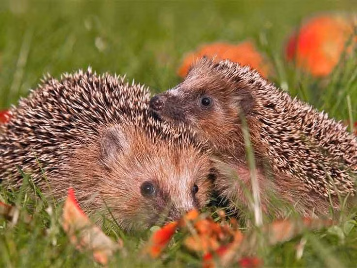 Đã xuất hiện trên Trái Đất hàng chục triệu năm. Tổ tiên của nhím gai đã tồn tại từ khoảng 15–20 triệu năm trước. Dù trải qua nhiều biến đổi khí hậu và môi trường, nhóm động vật nhỏ bé này vẫn tồn tại đến ngày nay với hình dáng đặc trưng gần như không thay đổi nhiều. Ảnh: Pinterest.