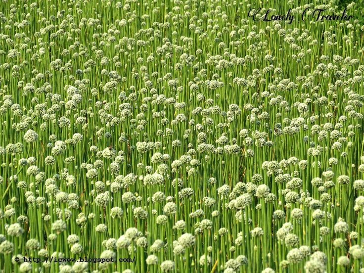 Được trồng rộng khắp thế giới. Allium cepa thích nghi tốt với nhiều vùng khí hậu khác nhau và là một trong những loại rau gia vị có sản lượng cao nhất toàn cầu, đóng vai trò quan trọng trong nông nghiệp và ẩm thực. Ảnh: Pinterest.