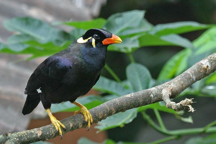 2. Là bậc thầy bắt chước tiếng người. Chim yểng có khả năng bắt chước giọng nói của con người một cách đáng kinh ngạc, thậm chí có thể học cả ngữ điệu, tiếng cười và các âm thanh xung quanh. Ảnh: Pinterest.