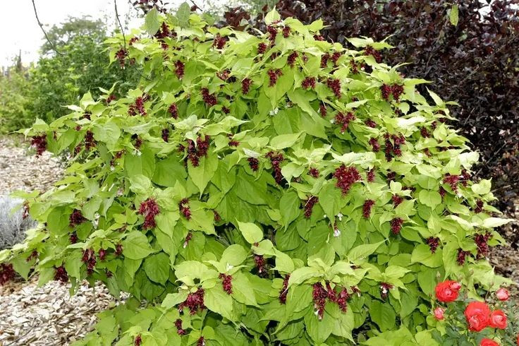 Có nguồn gốc từ dãy Himalaya hùng vĩ. Cây kim ngân Himalaya có xuất xứ từ khu vực Himalaya và miền Nam Trung Quốc, nơi khí hậu mát mẻ và độ ẩm cao. Môi trường núi rừng đã hình thành cho loài cây này khả năng thích nghi tốt với điều kiện khắc nghiệt, từ sườn núi đá đến các thung lũng rậm rạp. Ảnh: Pinterest.