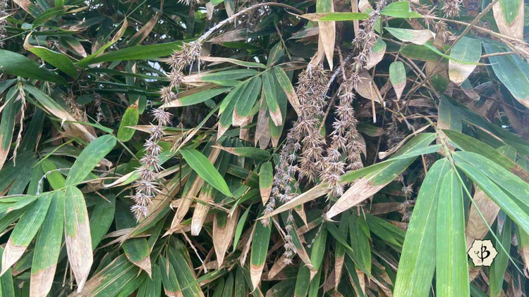 Hệ quả sinh thái sau khi tre ra hoa. Khi tre kết hạt, lượng hạt dồi dào có thể làm bùng nổ quần thể chuột, kéo theo nguy cơ phá hoại mùa màng, củng cố thêm niềm tin về “điềm gở” trong lịch sử. Ảnh: bambubatu.com.