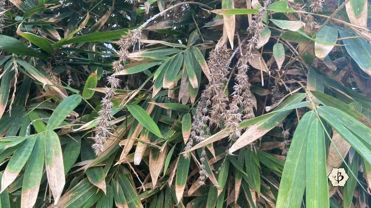 Hệ quả sinh thái sau khi tre ra hoa. Khi tre kết hạt, lượng hạt dồi dào có thể làm bùng nổ quần thể chuột, kéo theo nguy cơ phá hoại mùa màng, củng cố thêm niềm tin về “điềm gở” trong lịch sử. Ảnh: bambubatu.com.