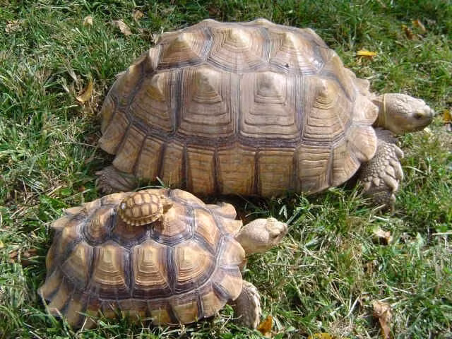 Sống ở nơi có khí hậu rất khắc nghiệt. Chúng phân bố ở miền Nam nước Nga, Uzbekistan, Kazakhstan, Iran… nơi mùa hè nóng, mùa đông lạnh và khô cằn. Ảnh: Pinterest.