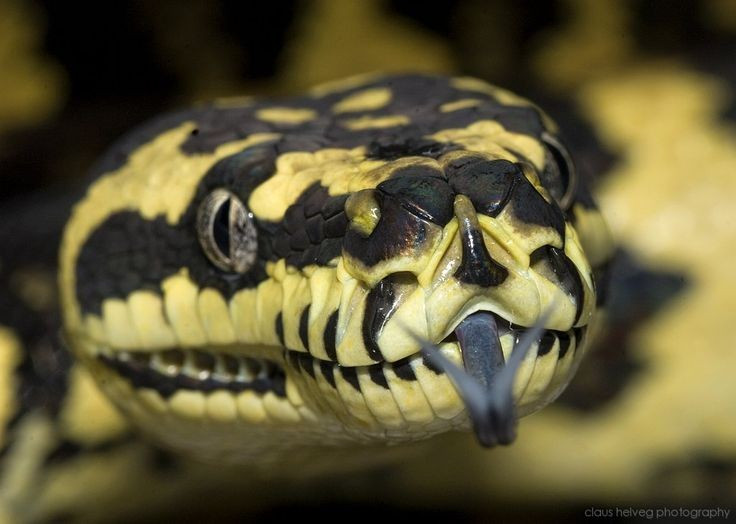 Thức ăn của chúng chủ yếu là chim và thú nhỏ. Chúng rình mồi vào ban đêm và tấn công bất ngờ với tốc độ nhanh và độ chính xác cao. Ảnh: Pinterest.