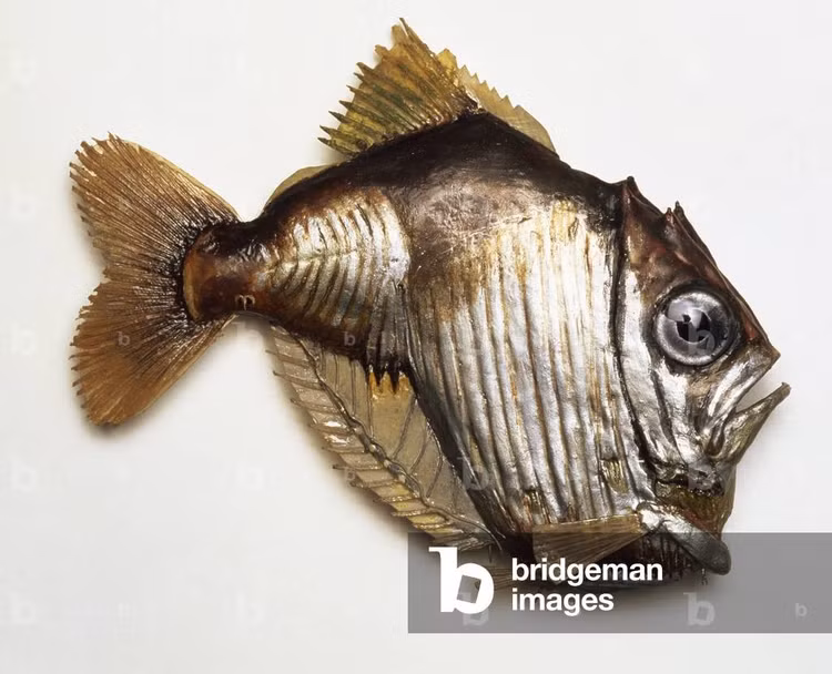 Thực hiện di cư thẳng đứng hằng ngày. Giống nhiều sinh vật biển sâu khác, cá rìu Thái Bình Dương tham gia vào hiện tượng di cư thẳng đứng theo chu kỳ ngày – đêm. Ban đêm, chúng bơi lên tầng nước nông hơn để kiếm ăn; ban ngày, chúng lặn xuống sâu nhằm tránh kẻ săn mồi. Ảnh: bridgemanimages.com.