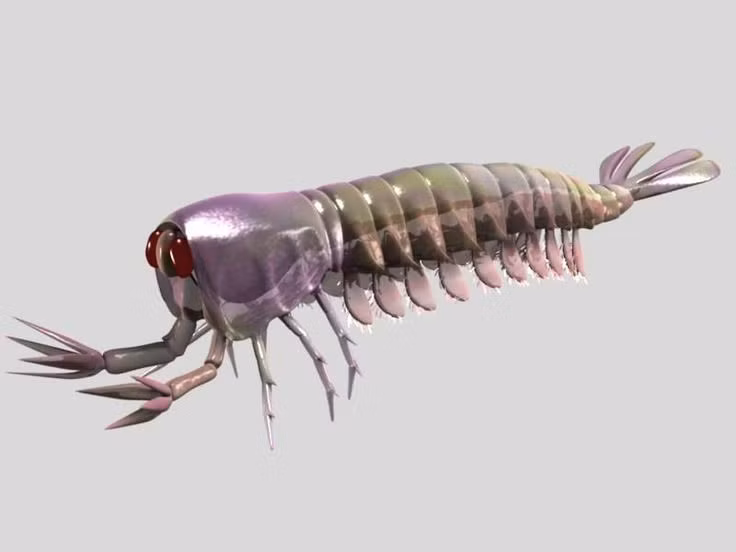 Yohoia – động vật chân đốt nguyên thủy. Yohoia sở hữu phần phụ giống kẹp và thân chia đốt rõ ràng, phản ánh giai đoạn đầu của sự tiến hóa động vật chân đốt. Ảnh: Pinterest.