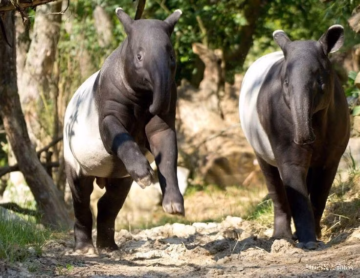 Lợn vòi Mã Lai còn gắn liền với văn hóa dân gian. Ở một số nơi tại Malaysia và Thái Lan, chúng được xem là sinh vật thần bí, thậm chí liên quan đến những giấc mơ kỳ lạ. Ảnh: Pinterest.