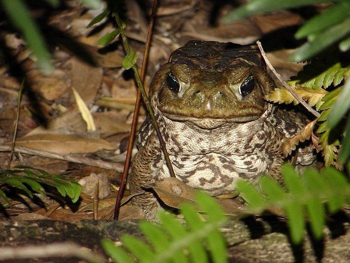 Loài ngoại lai xâm lấn nổi tiếng nhất thế giới. Cóc mía được du nhập vào nhiều nơi trên thế giới để diệt sâu, nhưng lại sinh sôi mạnh và phá vỡ cân bằng sinh thái bản địa. Ảnh: Pinterest.
