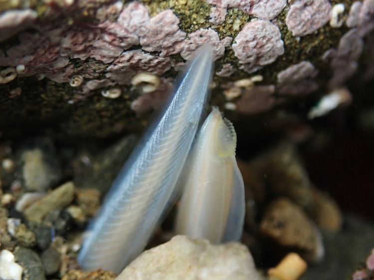 Không có não phát triển. Lưỡng tiêm không có não thực thụ mà chỉ có một hệ thần kinh dạng ống đơn giản, cung cấp cái nhìn về giai đoạn sơ khai của hệ thần kinh động vật có xương sống. Ảnh: inaturalist.