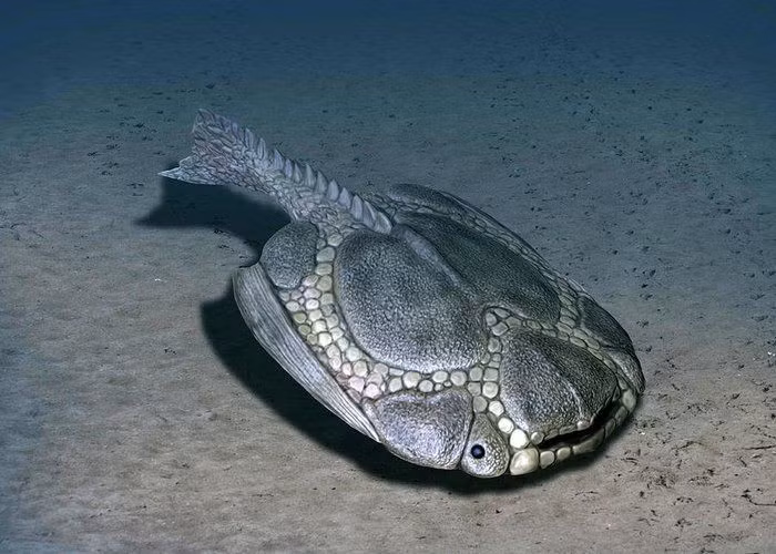 Di chuyển chậm chạp. Với cấu trúc cơ thể nặng nề và ít linh hoạt, Drepanaspis có thể không phải là tay bơi nhanh, mà dựa vào sự ngụy trang và lớp giáp để sinh tồn. Ảnh: Pinterest.