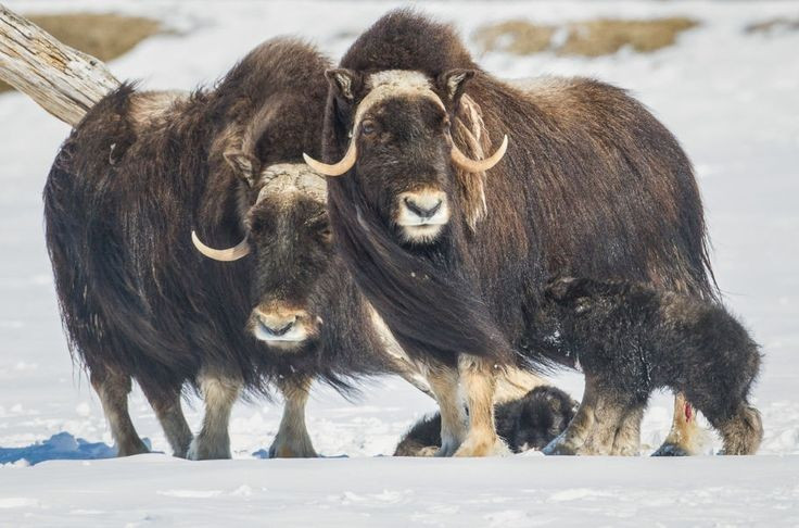 Chúng có mùi hăng đặc trưng. Tên “bò xạ” bắt nguồn từ mùi hương mạnh tỏa ra trong mùa sinh sản của con đực. Ảnh: Pinterest.