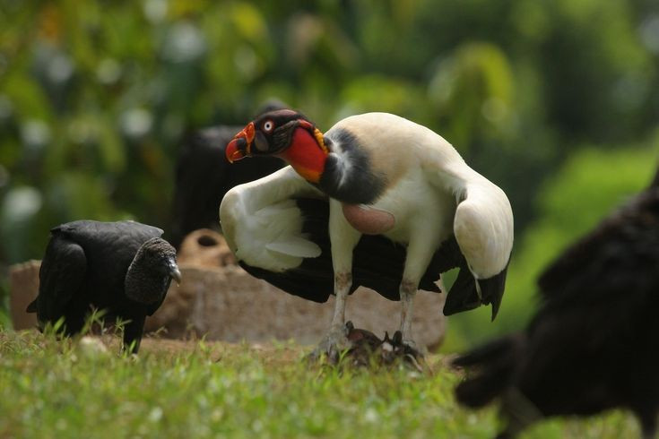 Ít khi phát ra âm thanh. Kền kền vua không có cơ quan tạo tiếng kêu phức tạp, chỉ có thể phát ra tiếng thở mạnh hoặc tiếng “gầm gừ” nhỏ. Ảnh: Pinterest.