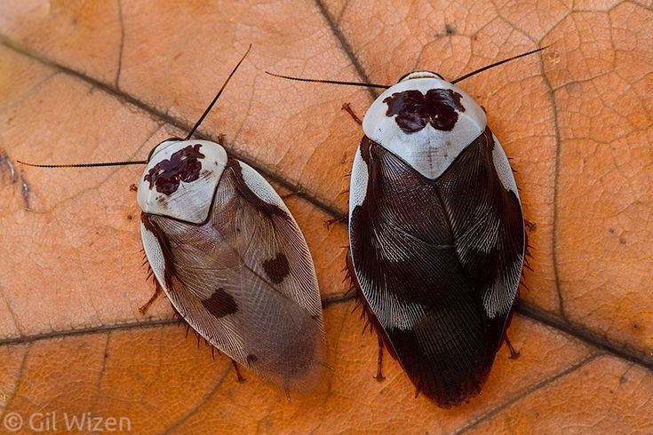 Không phải tất cả đều sống trong nhà. Trong hơn 4.000 loài gián đã được ghi nhận, chỉ khoảng 30 loài thường sống gần con người và bị coi là gây hại. Phần lớn còn lại sống trong rừng, sa mạc hoặc hang động, đóng vai trò phân hủy chất hữu cơ trong hệ sinh thái. Ảnh: Pinterest.