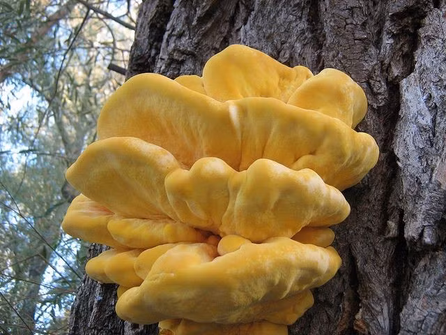 Cấu trúc dạng tầng xếp lớp. Thay vì có cuống và mũ như nhiều loài nấm khác, Laetiporus sulphureus mọc thành từng phiến lớn, xếp chồng như những chiếc quạt hoặc tầng sóng uốn lượn. Ảnh: Pinterest.