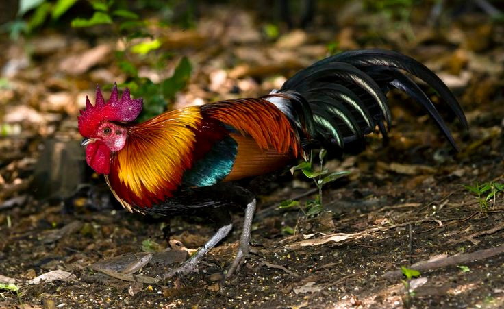 5. Có khả năng bay ngắn để tránh nguy hiểm. Dù chủ yếu di chuyển dưới đất, gà rừng có thể bay vọt lên cây để ngủ hoặc tránh kẻ thù, nhưng chỉ bay được quãng ngắn với tầm thấp. Ảnh: Pinterest.