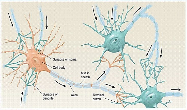 Bản đồ mới cho thấy quyết định không chỉ xuất phát từ một số vùng não nhất định, mà là sự phối hợp của mạng lưới rộng lớn trải khắp não bộ.