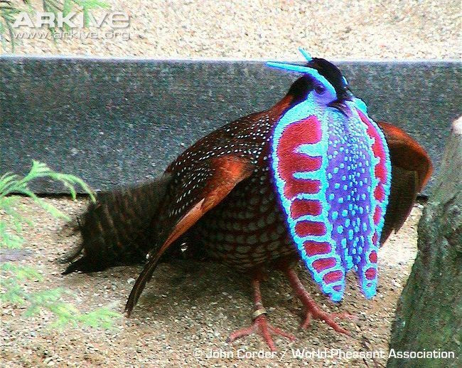 Túi cổ phồng rực rỡ gây ấn tượng mạnh. Khi ve vãn, chúng còn phồng một túi da xanh – tím dưới cổ, tạo nên màn trình diễn thị giác cực kỳ độc đáo trong thế giới chim. Ảnh: alchetron.com.