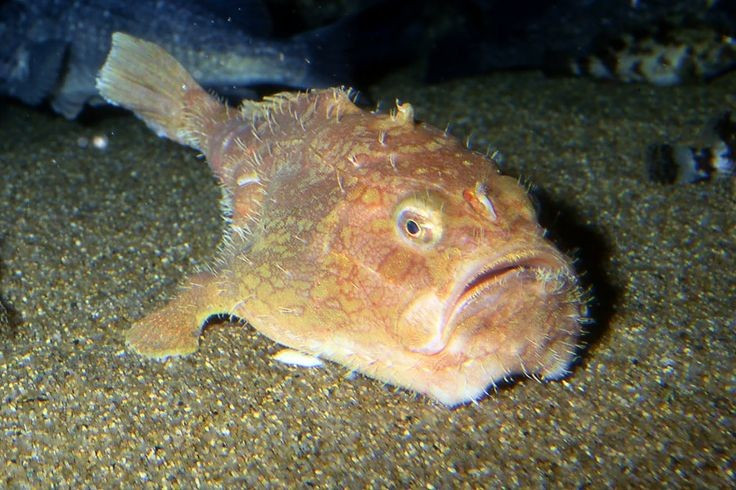 “Chiếc quan tài sống” của đại dương sâu thẳm. Chaunax endeavouri thường được gọi là cá quan tài vì thân hình vuông vức, phình to như một chiếc hộp. Hình dáng này giúp chúng trông như một “khối đá sống” giữa đáy biển. Ảnh: Pinterest.