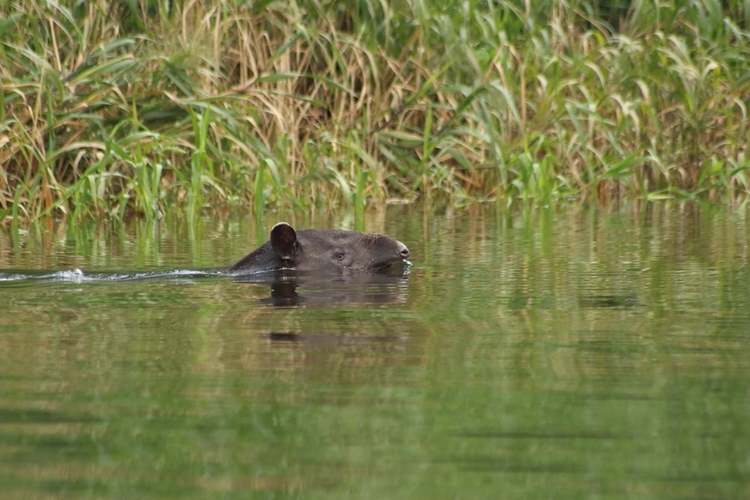 Chúng là loài bơi lội rất giỏi. Lợn vòi Mã Lai thường tìm đến sông, hồ để làm mát cơ thể, trốn kẻ thù và thậm chí có thể lặn dưới nước trong thời gian dài. Ảnh: Pinterest.
