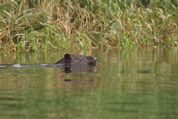 Chúng là loài bơi lội rất giỏi. Lợn vòi Mã Lai thường tìm đến sông, hồ để làm mát cơ thể, trốn kẻ thù và thậm chí có thể lặn dưới nước trong thời gian dài. Ảnh: Pinterest.