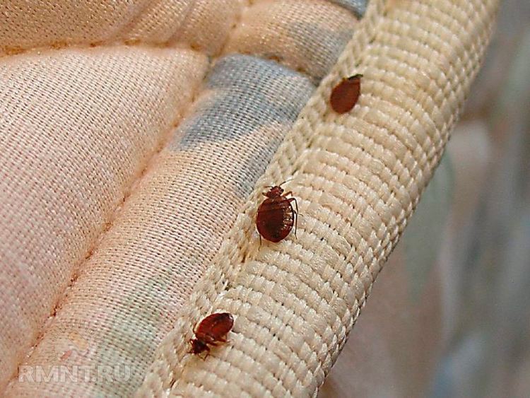 Không truyền bệnh nguy hiểm. Dù gây ngứa ngáy và khó chịu, rệp giường hiện chưa được chứng minh là tác nhân truyền bệnh nghiêm trọng cho người trong điều kiện tự nhiên. Tuy nhiên, vết cắn có thể gây dị ứng hoặc nhiễm trùng thứ cấp. Ảnh: Pinterest.